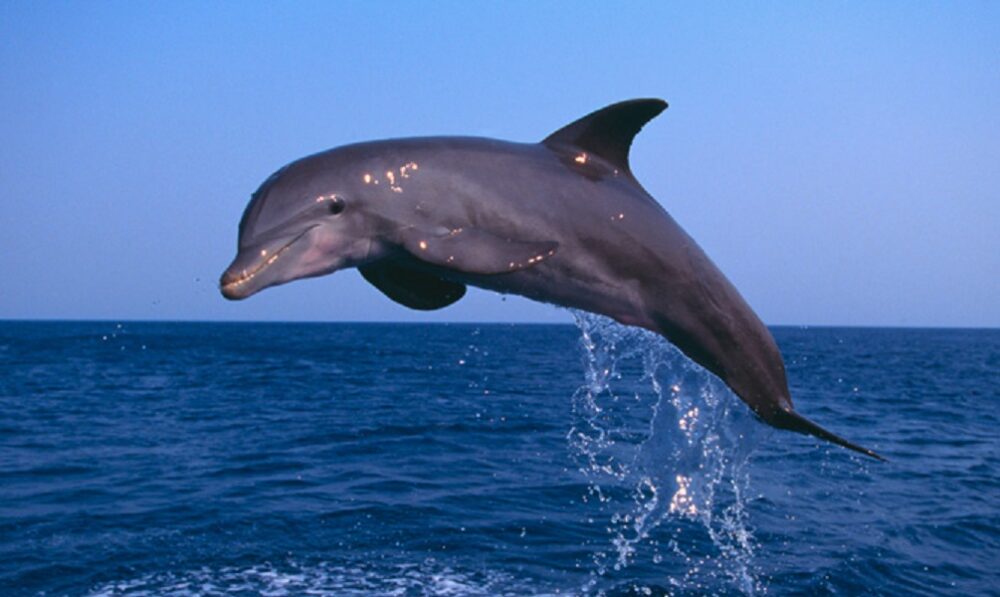Παγκόσμια Ημέρα Περιβάλλοντος: Τα 150 δελφίνια του Αμβρακικού γιορτάζουν μαζί με τον άνθρωπο