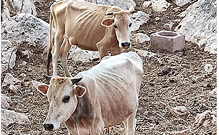 ΘΕΣΠΡΩΤΙΑ: Συνελήφθη ο κτηνοτρόφος για τις υποσιτισμένες αγελάδες