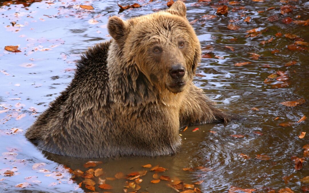 Ειδική φροντίδα από τον “Αρκτούρο” για τις γηραιές αρκούδες
