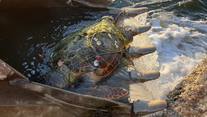 ΠΡΕΒΕΖΑ: Νεκρή χελώνα καρέτα καρέτα, που  μπλέχτηκε σε δίχτυα ψαρέματος