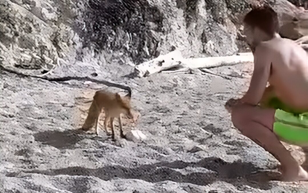 ΒΙΝΤΕΟ: Αλεπού… σουλατσάρει στην παραλία “Πισίνα” στα Σύβοτα Θεσπρωτίας!