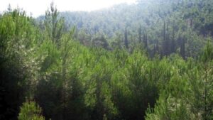 Θεσπρωτία: Σε ισχύ η απαγόρευση κυκλοφορίας σε δάση και περιοχές NATURA λόγω κινδύνου πυρκαγιάς