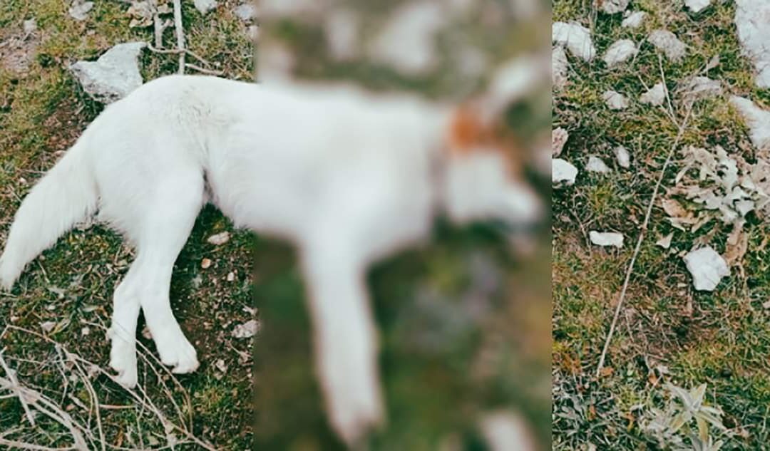 Σοκαρισμένοι και εξαγριωμένοι είναι οι κάτοικοι στη Βαλανιδοράχη Πρέβεζας από τη θανάτωση ζώων με φόλες