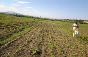 Κέλλας στη Βουλή: Επιδότηση λιπασμάτων 15% και στήριξη αγροτών