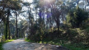 “Κίτρινος” συναγερμός στην Ήπειρο το Δεκαπενταύγουστο – Απαγορεύσεις κυκλοφορίας σε δάση στην Π.Ε. Ιωαννίνων