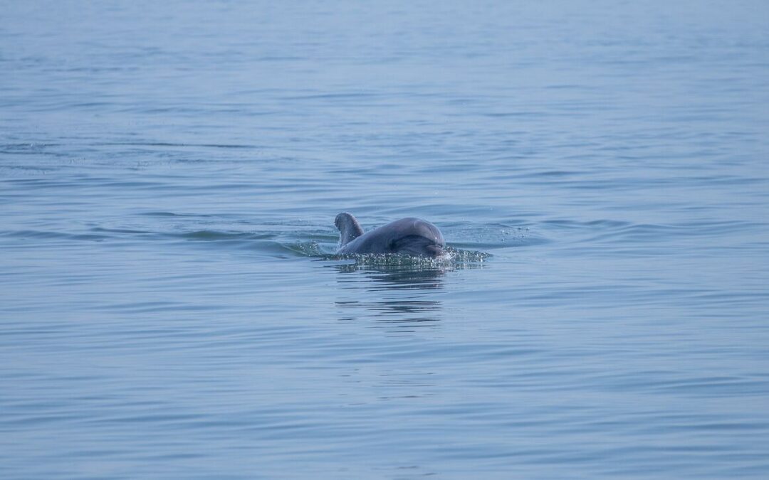 Η πλούσια θάλασσα του Αμβρακικού έφερε την απρόσμενη επίσκεψη των δελφινιών