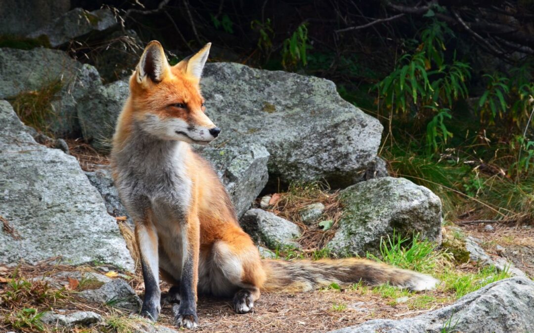 Ξεκίνησε η 18η εμβολιαστική εκστρατεία των αλεπούδων για το Πρόγραμμα Καταπολέμησης και Επιτήρησης της Λύσσας