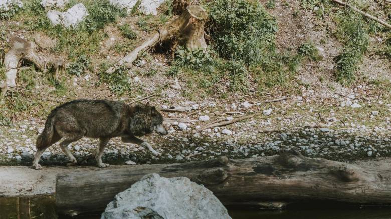 Κατέβηκαν οι λύκοι στο Μονολίθι του Δήμου Β.Τζουμέρκων – Μάχη με τα ζώα