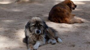 Καταγγελία κατοίκων Δωδωνούπολης για αγέλη αδέσποτων σκύλων – Ζητούν άμεσα μέτρα πριν τον Δεκαπενταύγουστο