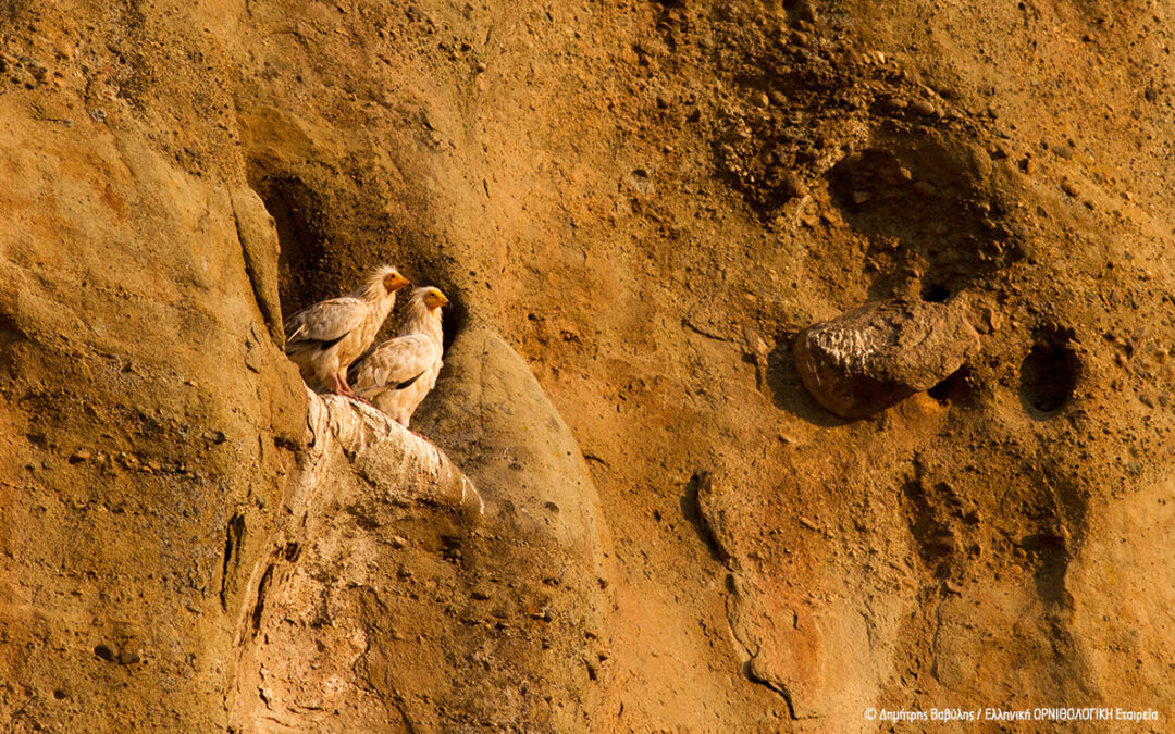 Μετέωρα: Ζευγάρι Ασπροπάρηδων στα βράχια τους μετά από χρόνια!