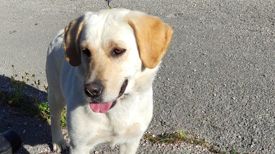 Η Τίνα, σκύλος – διασώστης, επισκέφθηκε το Γυμνάσιο της Μεταμόρφωσης