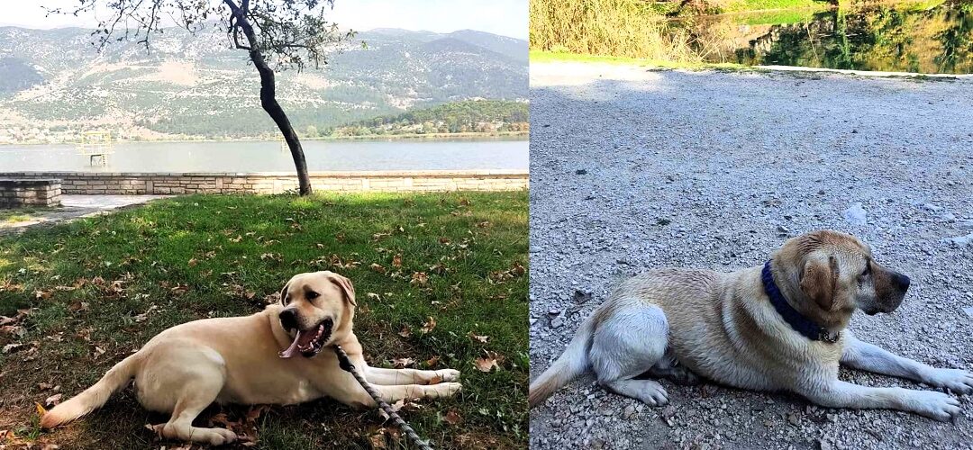 Χάθηκε σκύλος στην Κιάφα Ιωαννίνων – Έκκληση για τον εντοπισμό του