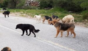 Περιστατικό επίθεσης τριών σκύλων σε συμπολίτισσα στην περιοχή του Φρόντζου