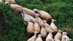 Ενίσχυση 63 εκατ. ευρώ στους κτηνοτρόφους για τις επιπτώσεις ζωονόσων και εγκλεισμού – Στήριξη έως 14 ευρώ ανά ζώο