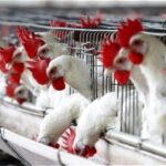 Αφθώδης πυρετός, γρίπη πτηνών και πανώλη χοίρων απειλούν την παγκόσμια παραγωγή τροφίμων