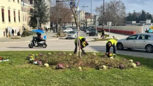 Λουλούδια και καλλωπιστικά φυτά στο κέντρο των Ιωαννίνων