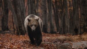 Επίθεση από αρκούδα σε δυο ορειβάτες στη Δράμα