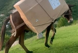 Εκλογές Αλβανία: Είχαν και ευτράπελα από τα παλιά – Ψηφοδέλτια με το… μουλάρι