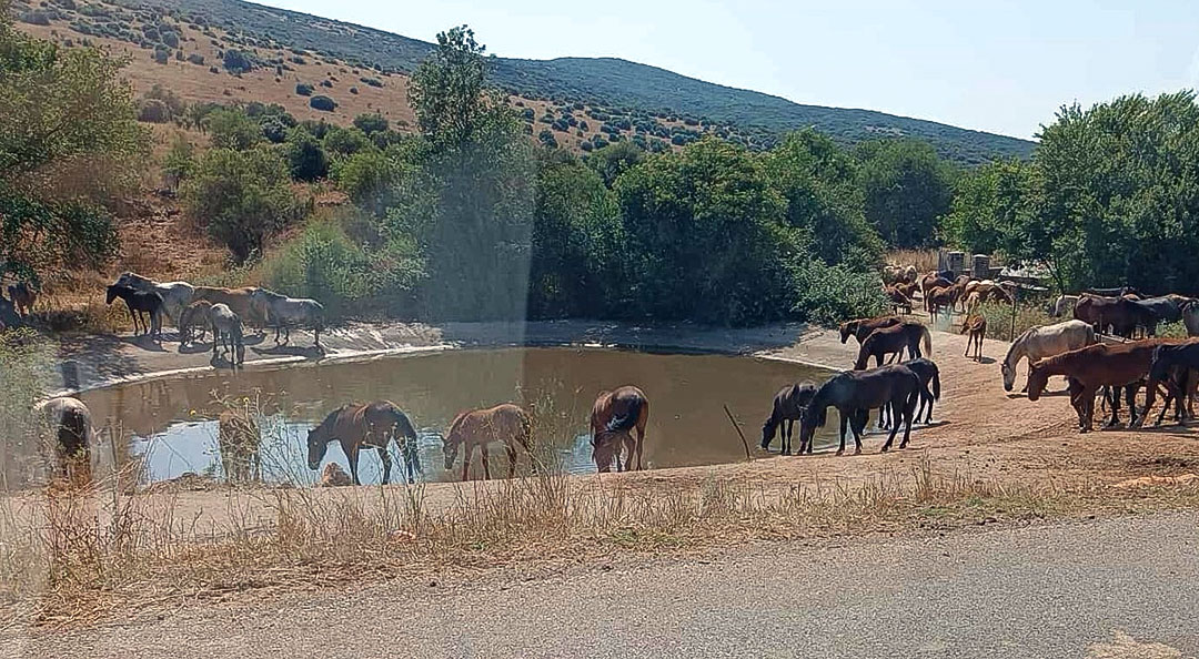 Πάνω από 500 άγρια άλογα στο Ασβεστοχώρι! – Φωνή απελπισίας από κτηνοτρόφο, κίνδυνος για τη δημόσια ασφάλεια από πιθανή πρόκληση ατυχήματος