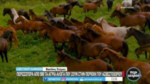 Ασβεστοχώρι Ιωαννίνων: Ανεξέλεγκτα 500 άλογα – Ανήσυχοι οι αγρότες της περιοχής (βίντεο)
