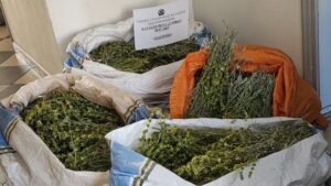 Κόνιτσα: Συνελήφθησαν δύο αλλοδαποί για παράνομη συλλογή τσαγιού του βουνού κοντά στα σύνορα