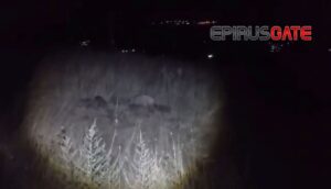 Πεντέλη Ιωαννίνων: Αγριογούρουνα στους δρόμους – Κίνδυνος για πεζούς και οδηγούς (βίντεο)