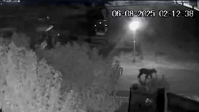 Αρκούδα… βόλτα στην Κρανούλα Ιωαννίνων – Καταγράφηκε από κάμερα ασφαλείας