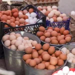 Ελληνική αυγοπαραγωγή: Ελέγχους στις «ελληνοποιήσεις», ρευστότητα και εκσυγχρονισμό ζητά ο κλάδος