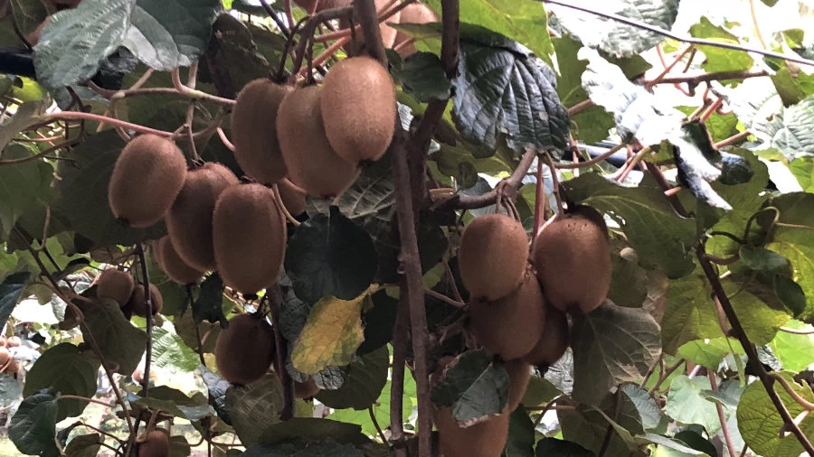 €2,7 εκ. πιστώθηκαν στους παραγωγούς ακτινιδίου της Ηπείρου από τον ΕΛΓΑ