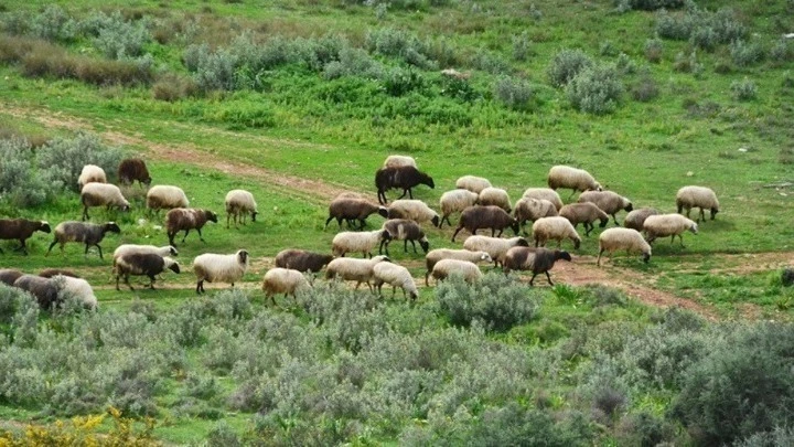 472.928 θανατώσεις αιγοπροβάτων λόγω της ευλογιάς – Σε 16 ανέρχονται τα νέα κρούσματα σε έξι περιοχές