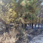 Θεσπρωτία: Απαγόρευση κυκλοφορίας σε δάση και περιοχές Natura λόγω κινδύνου πυρκαγιάς