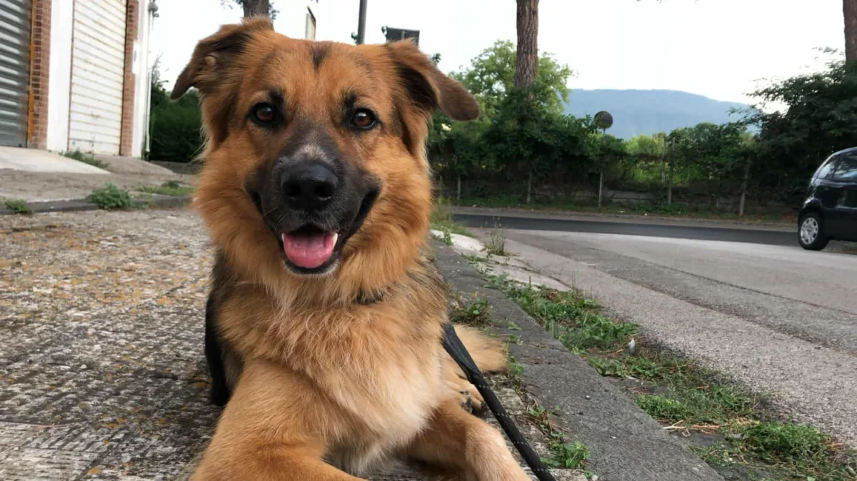 Η άνοδος του pet sitting στην Ελλάδα – Πόσο κοστίζει η φιλοξενία