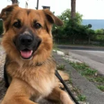 Η άνοδος του pet sitting στην Ελλάδα – Πόσο κοστίζει η φιλοξενία