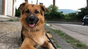 Η άνοδος του pet sitting στην Ελλάδα – Πόσο κοστίζει η φιλοξενία