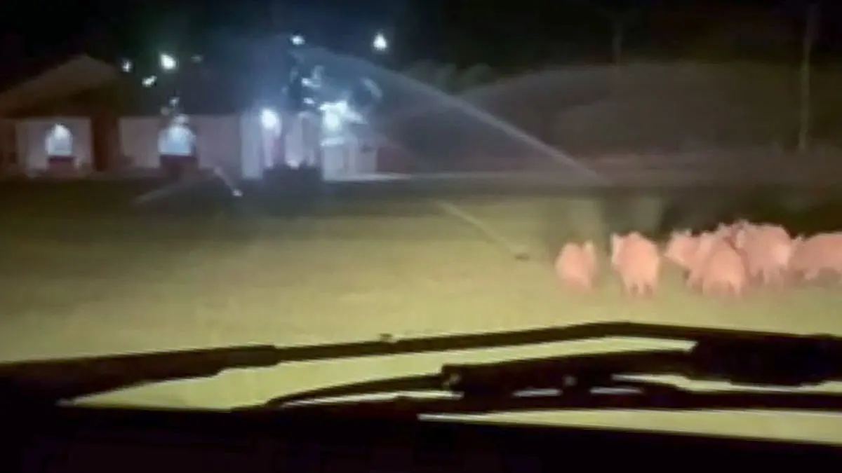 Βραδινές «προπονήσεις» από αγριογούρουνα στο αθλητικό κέντρο Σταυρακίου (φωτογραφίες+βίντεο)