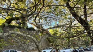 Μία απλώστρα… στα κλαδιά στο παραλίμνιο των Ιωαννίνων
