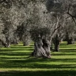 Θεσπρωτία: Ξεκινούν οι δολωματικοί ψεκασμοί για τον δάκο της ελιάς