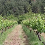Θεσπρωτία: Έως τις 28 Ιουλίου οι αιτήσεις για αναδιάρθρωση και μετατροπή αμπελώνων