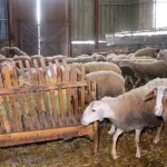 Αιγοπρόβατα: Επιδότηση μόνο με ενδοστομαχικό βόλο από φέτος