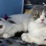 Θεσσαλονίκη: Πρόστιμα 270.300 ευρώ σε 55χρονο για εγκατάλειψη εννέα γατιών