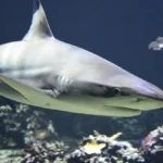 Δύτες κατέγραψαν μεγάλο λευκό καρχαρία στη Μεσόγειο – Η σπάνια συνάντηση στον πορθμό της Σικελίας