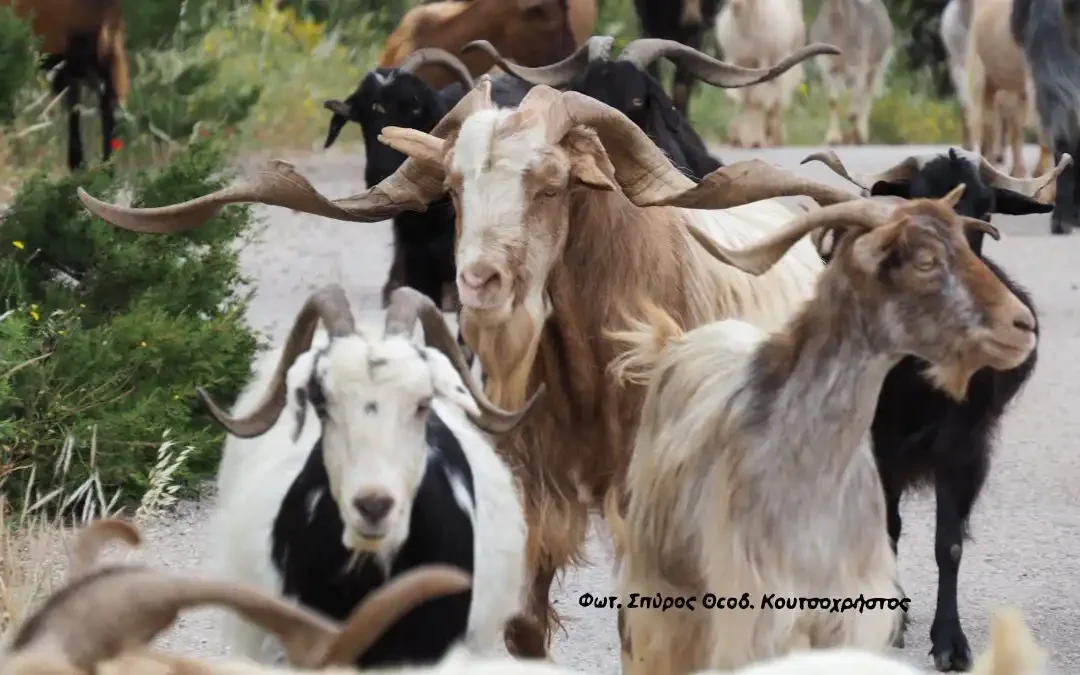 Ξεκίνησε η κάθοδος των μετακινούμενων κτηνοτρόφων για τα χειμαδιά