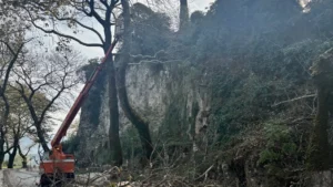 Ιωάννινα: Κι άλλα πλατάνια κόπηκαν στο Παραλίμνιο, για την αποτροπή εξάπλωσης του μεταχρωματικού έλκους (βίντεο)