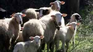 Ευλογιά: Η Κομισιόν εισηγείται και τον εμβολιασμό, η κυβέρνηση τον αρνείται…