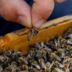 «Βόμβα» στους ελέγχους σε βιολογική μελισσοκομία και κτηνοτροφία – Κυψέλες και ζώα… εξαφανισμένα