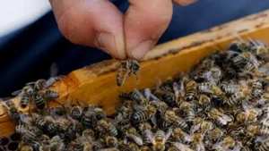 ΔΥΠΑ-Ιωάννινα: Ξεκινούν οι αιτήσεις σε πρόγραμμα κατάρτισης στη μελισσοκομία με επίδομα 1.475 ευρώ