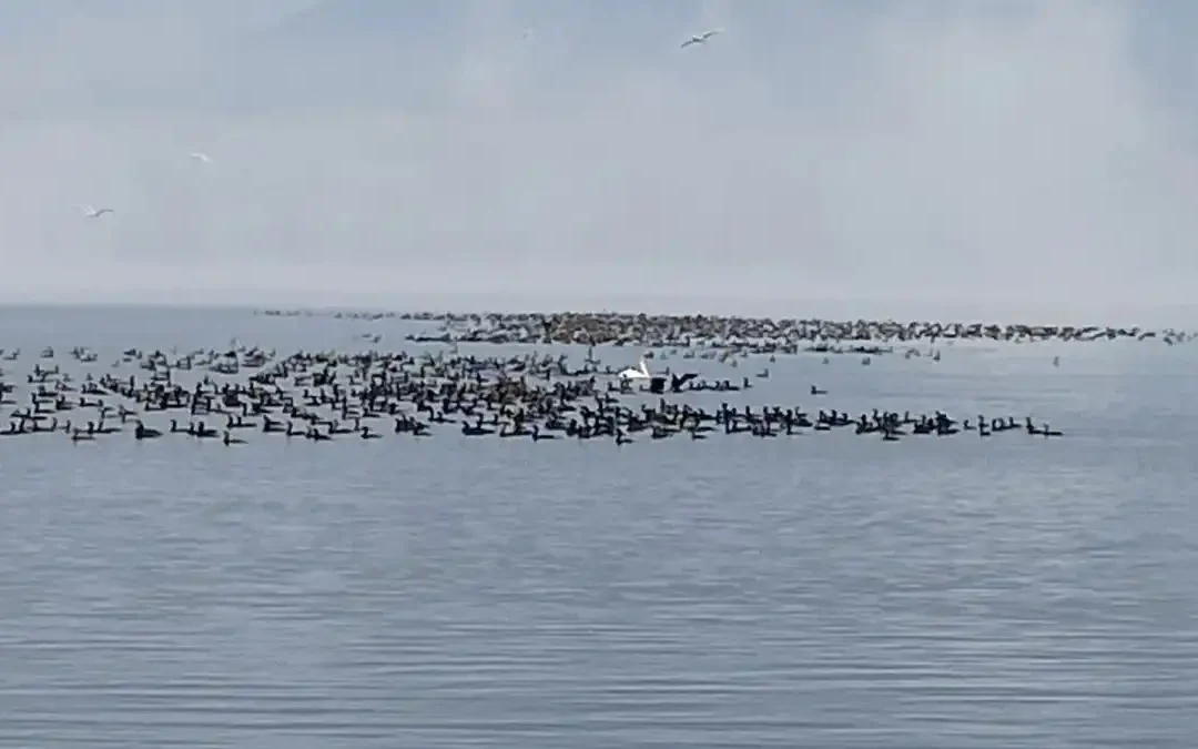 Εντυπωσιακή συγκέντρωση αποδημητικών πουλιών στη λίμνη Παμβώτιδα (βίντεο)