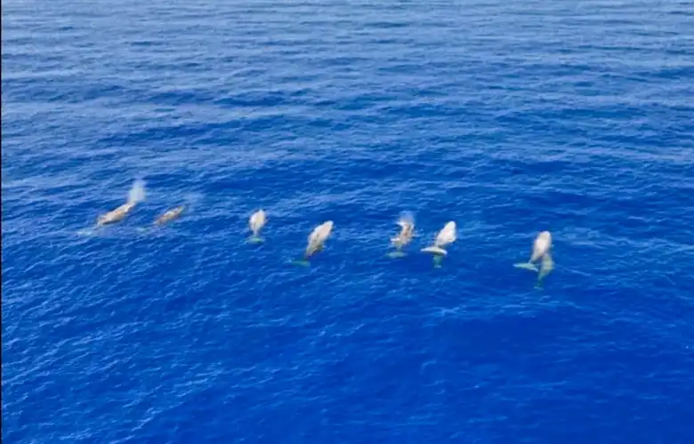 ΥΠΕΝ: Εγκρίθηκαν τα νέα Θαλάσσια Πάρκα σε Ιόνιο και Νότιο Αιγαίο