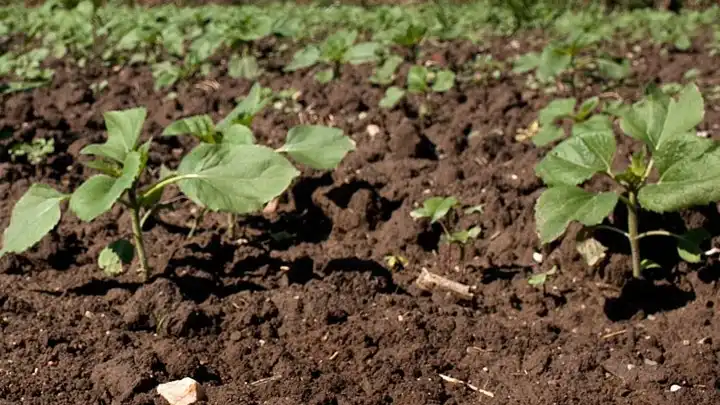 Η ζυγαριά της Mercosur: Ποια ελληνικά προϊόντα απειλούνται και ποια ευνοούνται