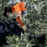 Ερώτηση στην Κομισιόν για τις καθυστερήσεις πληρωμών σε 65 οργανώσεις ελαιοπαραγωγών